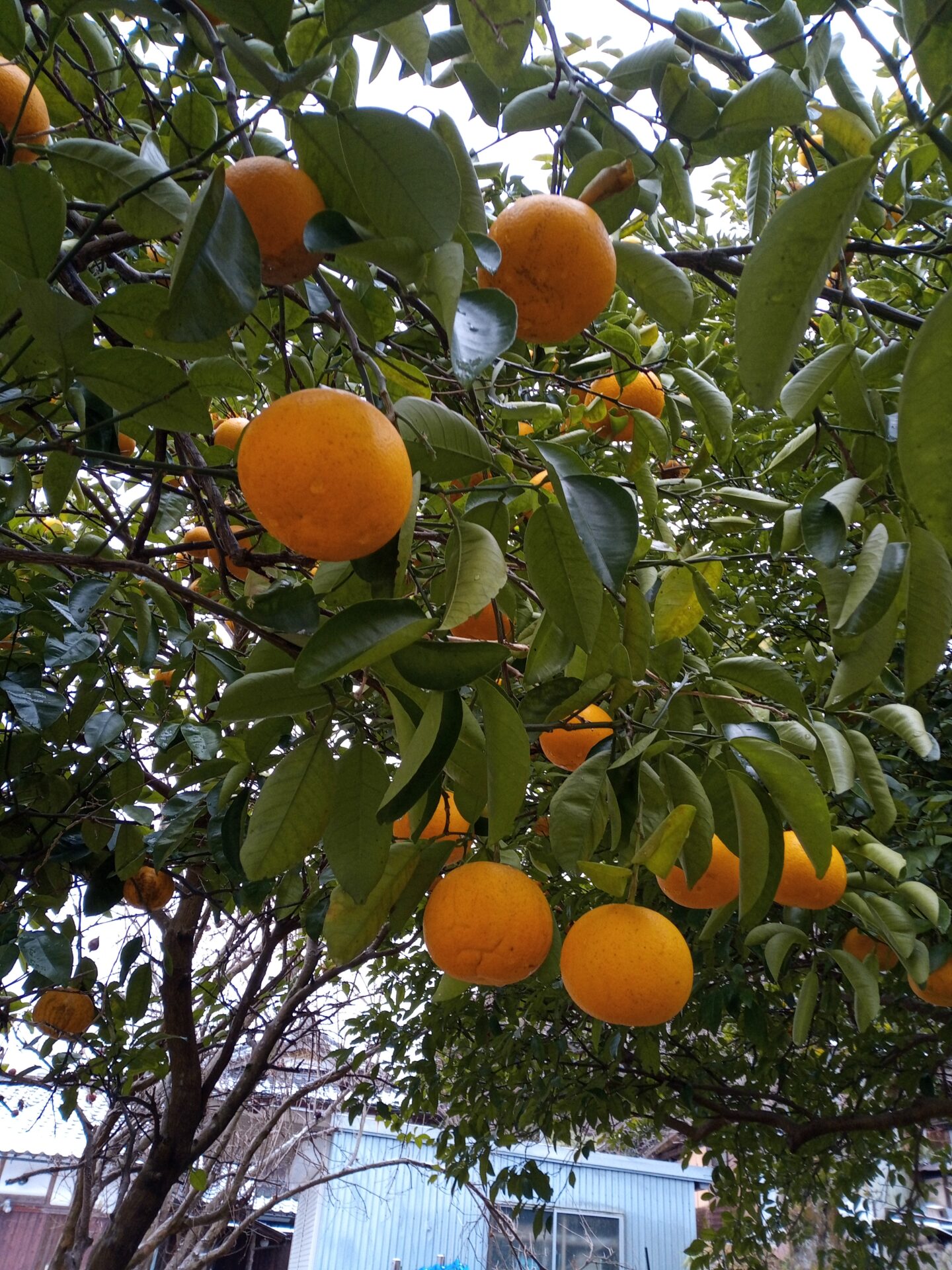 懐風の庭の様子